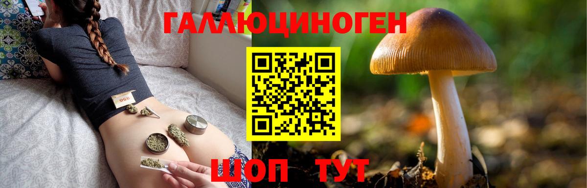 Псилоцибиновые грибы Psilocybe Берёзовский